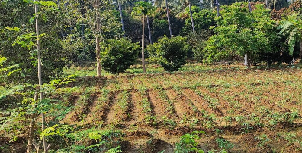 Organic farms avoid toxic inputs, improve soil health, grow clean, sustainable food that supports nature.