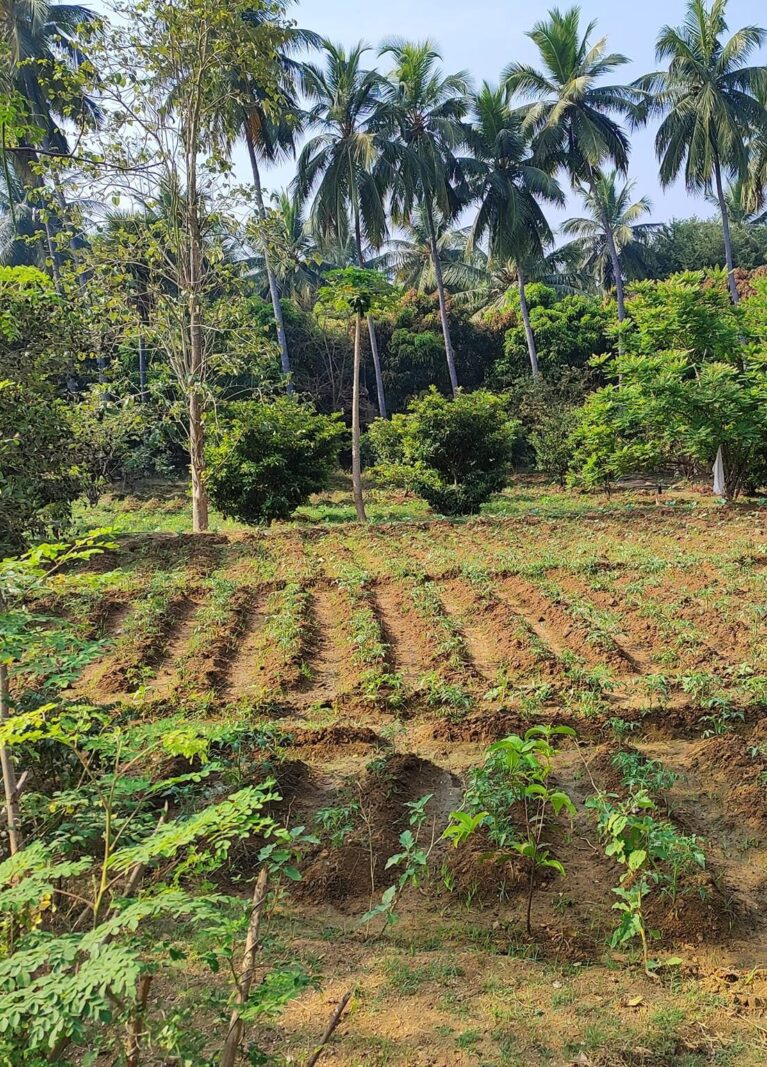 Organic farms avoid toxic inputs, improve soil health, grow clean, sustainable food that supports nature.