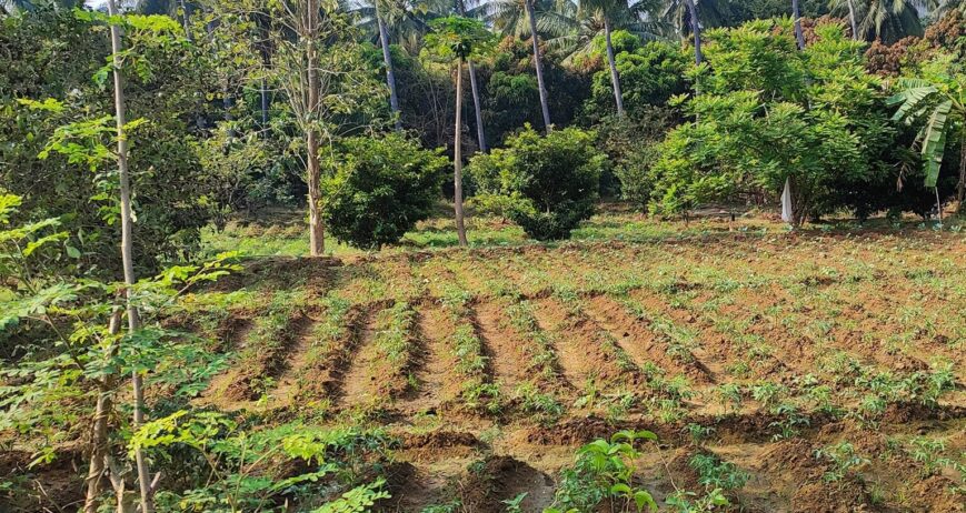 Organic farms avoid toxic inputs, improve soil health, grow clean, sustainable food that supports nature.