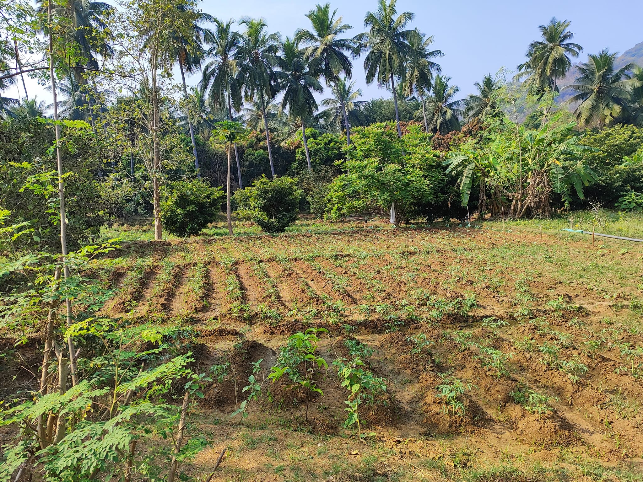 Organic farms avoid toxic inputs, improve soil health, grow clean, sustainable food that supports nature.