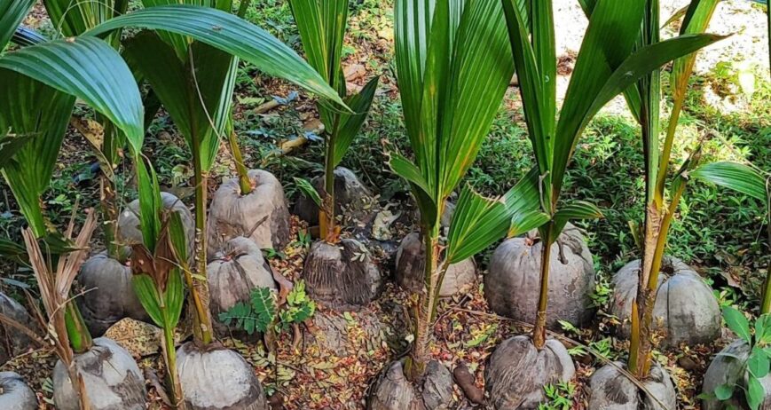 100% chemical-free natural farming focused on soil regeneration, biodiversity conservation, and sustainable crop production.