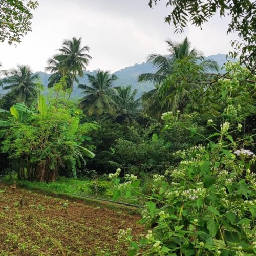 Footer Primary Without Banner