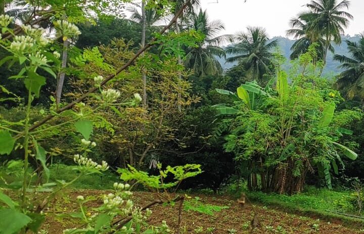 "Experience the roots of life through the rhythm of the village."