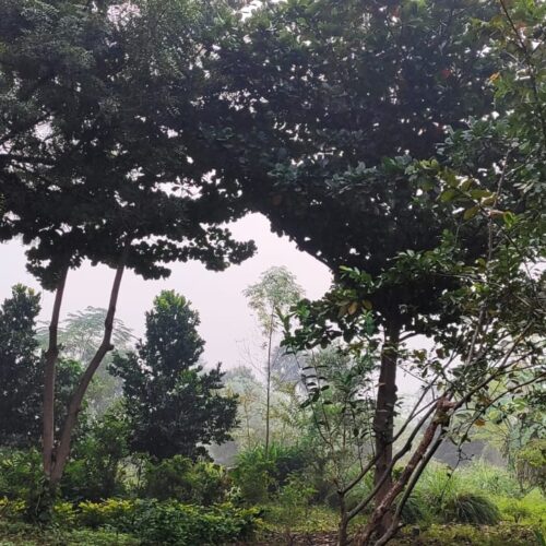 Footer Primary Without Banner