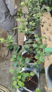 641621150_26204129892551872_2204991450853363202_n